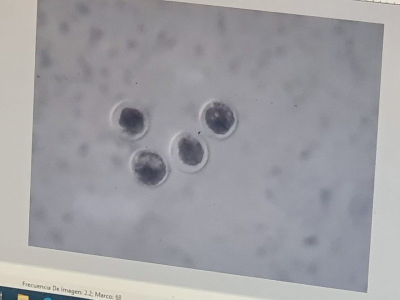 Embryos for Mexico